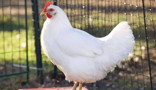 “平衡日糧”中的營養性平衡包括哪些？